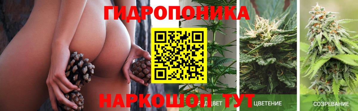 Шишки марихуана White Widow  Вход с VPN  Тара  Марихуана MAZAR  МАРИХУАНА семена 